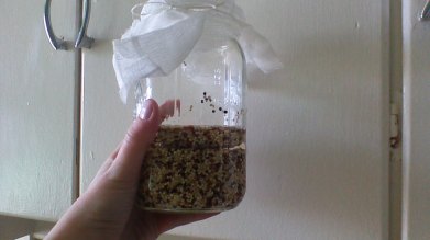 Rejuvelac step 1: soak 1 cup of quinoa in filtered water for 8-12 hours.